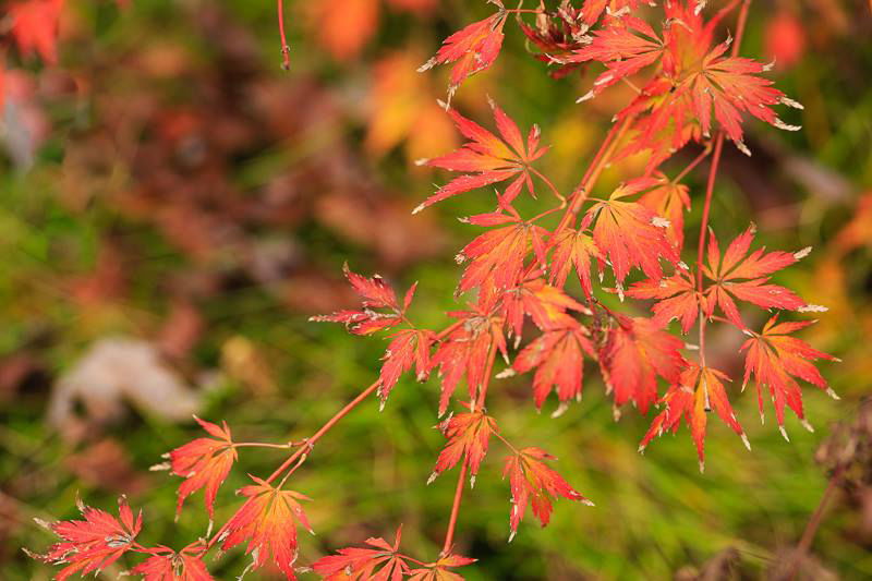 - Acer palmatum 'Asayake' Japanese Maple - Mr Maple │ Buy Japanese Maple Trees
