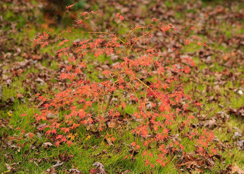 '- Acer palmatum 'Asayake' Japanese Maple - Mr Maple │ Buy Japanese Maple Trees