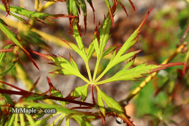 - Acer palmatum 'Asayake' Japanese Maple - Mr Maple │ Buy Japanese Maple Trees