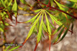 '- Acer palmatum 'Asayake' Japanese Maple - Mr Maple │ Buy Japanese Maple Trees