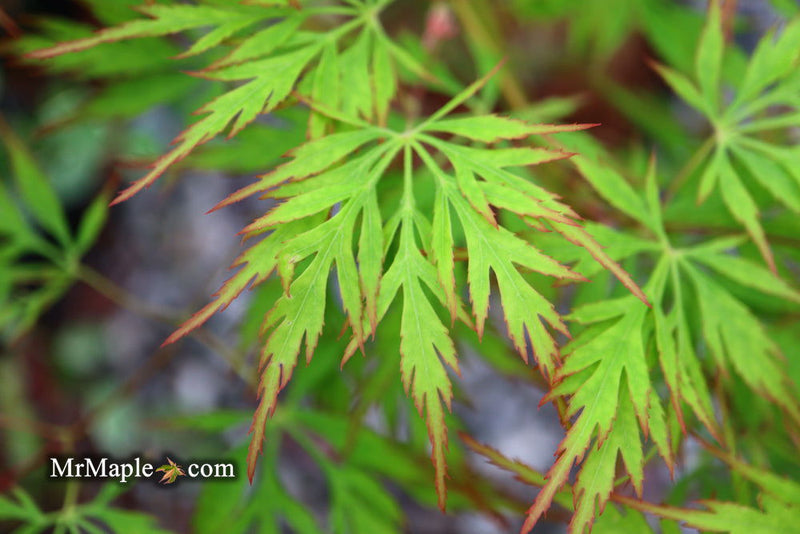 - Acer palmatum 'Asayake' Japanese Maple - Mr Maple │ Buy Japanese Maple Trees