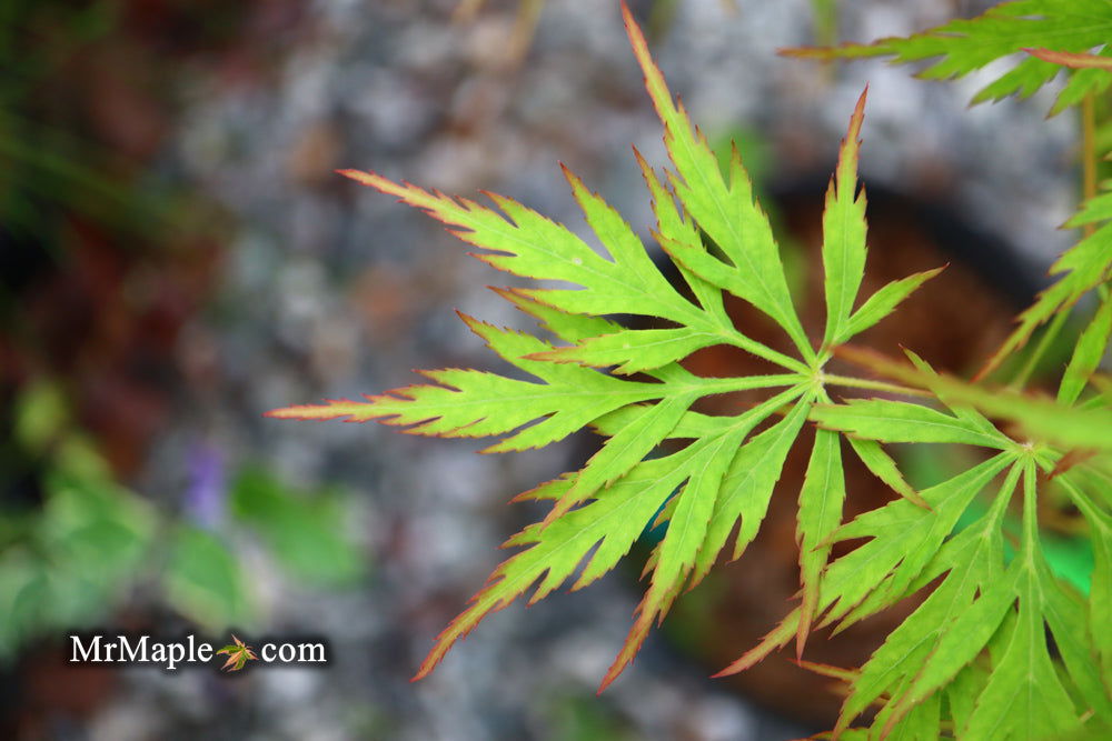 '- Acer palmatum 'Asayake' Japanese Maple - Mr Maple │ Buy Japanese Maple Trees