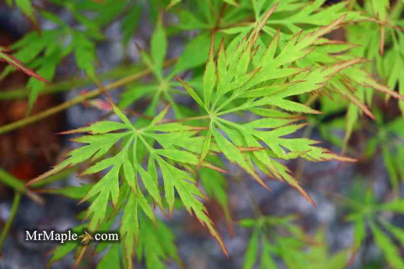 - Acer palmatum 'Asayake' Japanese Maple - Mr Maple │ Buy Japanese Maple Trees