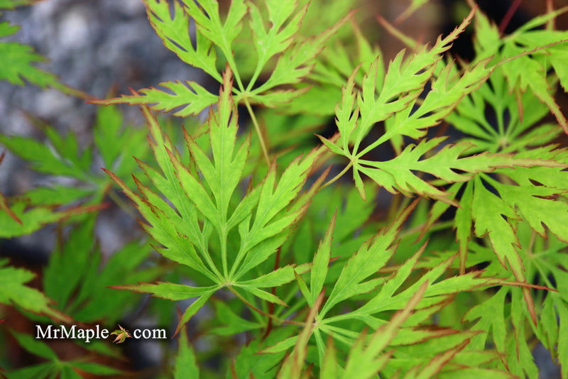 - Acer palmatum 'Asayake' Japanese Maple - Mr Maple │ Buy Japanese Maple Trees