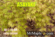 - Acer palmatum 'Asayake' Japanese Maple - Mr Maple │ Buy Japanese Maple Trees
