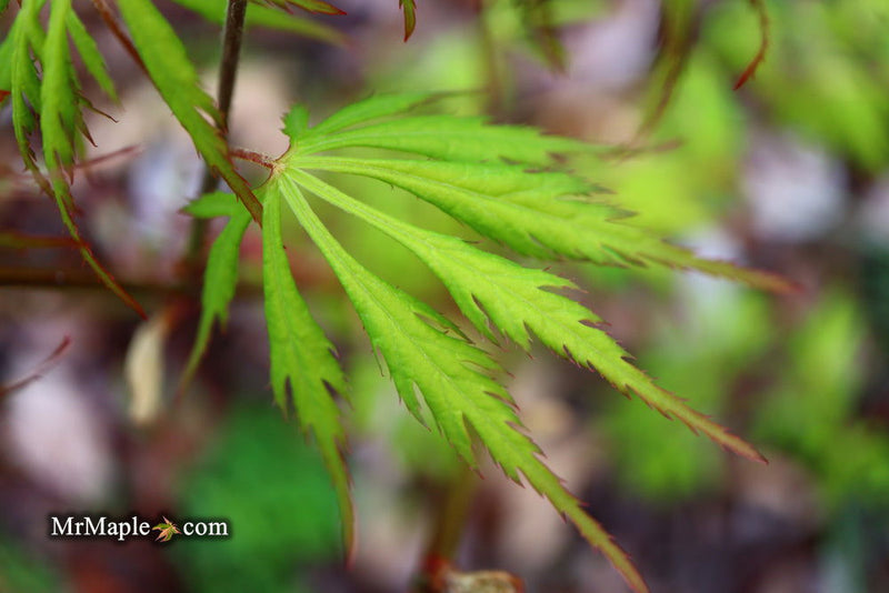 - Acer palmatum 'Asayake' Japanese Maple - Mr Maple │ Buy Japanese Maple Trees