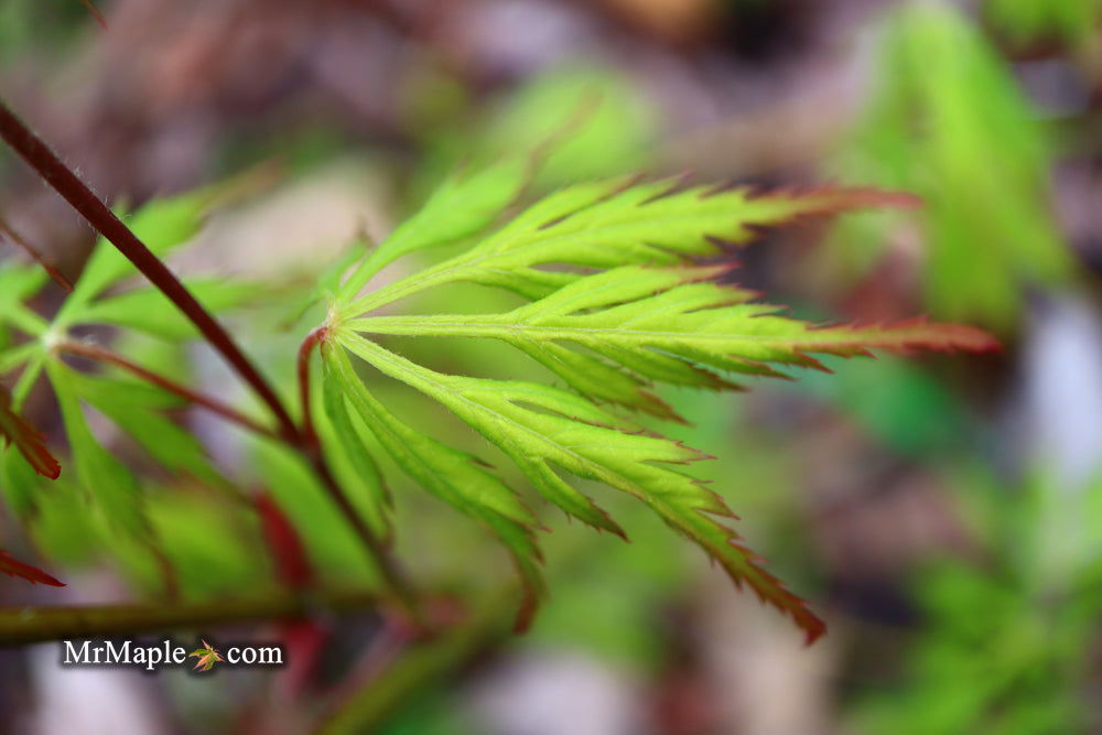 '- Acer palmatum 'Asayake' Japanese Maple - Mr Maple │ Buy Japanese Maple Trees