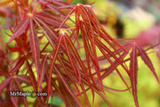 - Acer palmatum 'Atrolineare' Japanese Maple - Mr Maple │ Buy Japanese Maple Trees