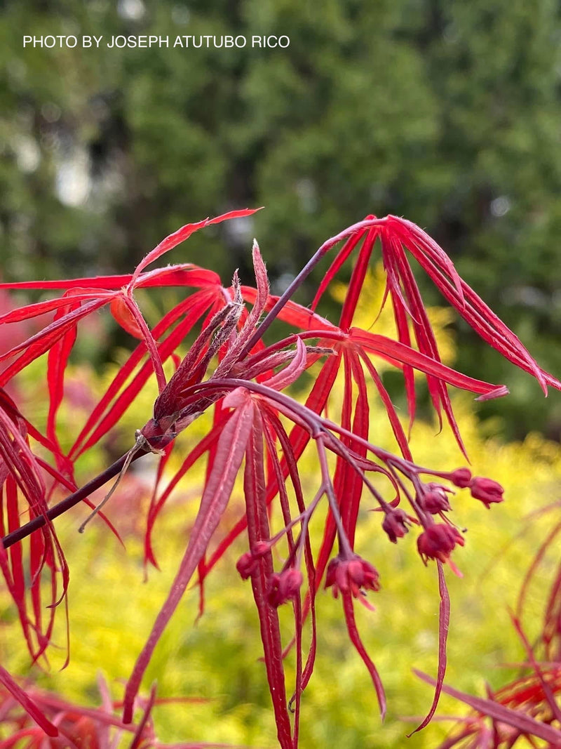 - Acer palmatum 'Atrolineare' Japanese Maple - Mr Maple │ Buy Japanese Maple Trees