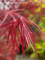 - Acer palmatum 'Atrolineare' Japanese Maple - Mr Maple │ Buy Japanese Maple Trees