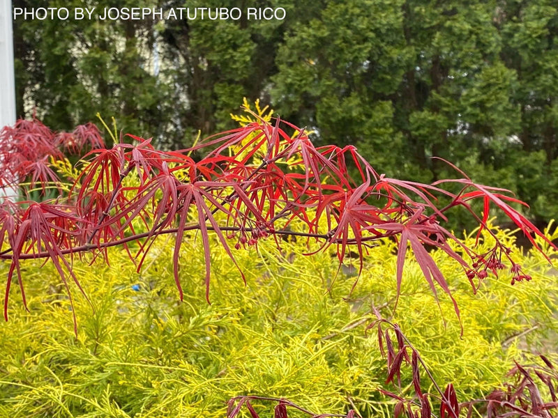 - Acer palmatum 'Atrolineare' Japanese Maple - Mr Maple │ Buy Japanese Maple Trees