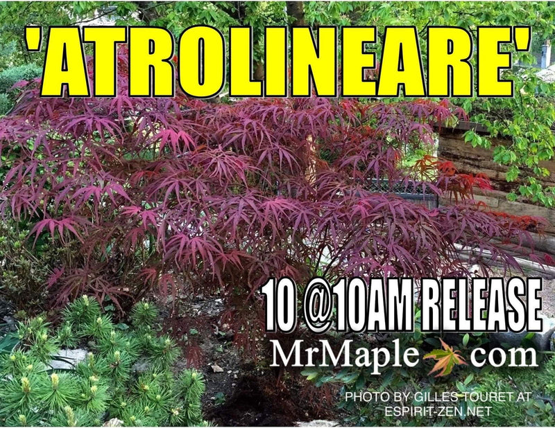 - Acer palmatum 'Atrolineare' Japanese Maple - Mr Maple │ Buy Japanese Maple Trees