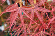 - Acer palmatum 'Atrolineare' Japanese Maple - Mr Maple │ Buy Japanese Maple Trees