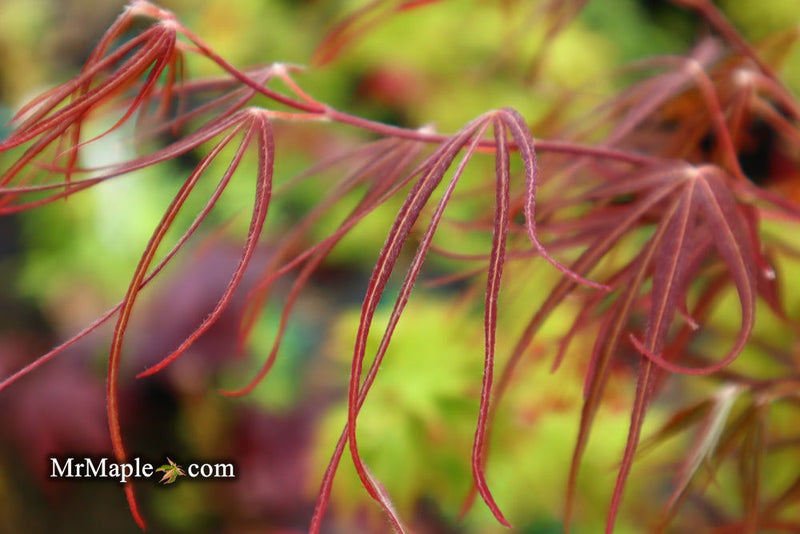 - Acer palmatum 'Atrolineare' Japanese Maple - Mr Maple │ Buy Japanese Maple Trees