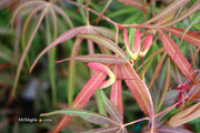 - Acer palmatum 'Atrolineare' Japanese Maple - Mr Maple │ Buy Japanese Maple Trees