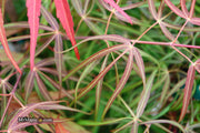 - Acer palmatum 'Atrolineare' Japanese Maple - Mr Maple │ Buy Japanese Maple Trees
