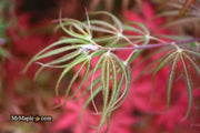 - Acer palmatum 'Atrolineare' Japanese Maple - Mr Maple │ Buy Japanese Maple Trees
