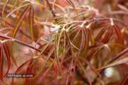 - Acer palmatum 'Atrolineare' Japanese Maple - Mr Maple │ Buy Japanese Maple Trees