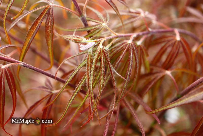 - Acer palmatum 'Atrolineare' Japanese Maple - Mr Maple │ Buy Japanese Maple Trees