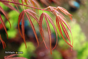 - Acer palmatum 'Atrolineare' Japanese Maple - Mr Maple │ Buy Japanese Maple Trees
