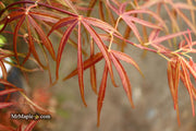 - Acer palmatum 'Atrolineare' Japanese Maple - Mr Maple │ Buy Japanese Maple Trees