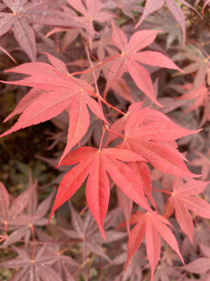 - Acer palmatum 'Attraction' Superbum Japanese Maple Tree - Mr Maple │ Buy Japanese Maple Trees