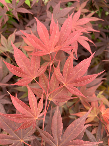 - Acer palmatum 'Attraction' Superbum Japanese Maple Tree - Mr Maple │ Buy Japanese Maple Trees