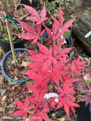 - Acer palmatum 'Attraction' Superbum Japanese Maple Tree - Mr Maple │ Buy Japanese Maple Trees