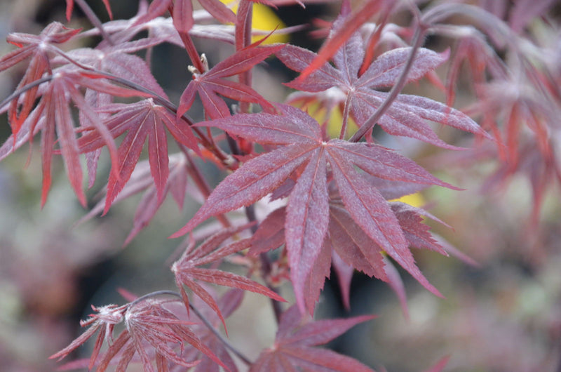 - Acer palmatum 'Attraction' Superbum Japanese Maple Tree - Mr Maple │ Buy Japanese Maple Trees