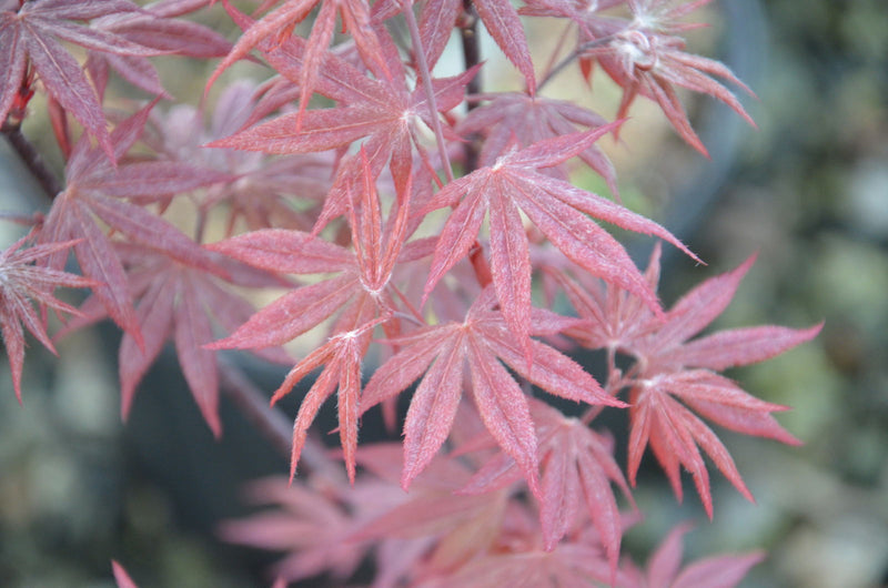 - Acer palmatum 'Attraction' Superbum Japanese Maple Tree - Mr Maple │ Buy Japanese Maple Trees