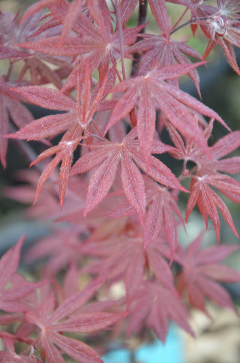 - Acer palmatum 'Attraction' Superbum Japanese Maple Tree - Mr Maple │ Buy Japanese Maple Trees