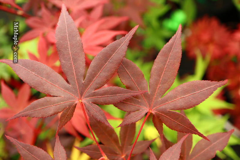 - Acer palmatum 'Attraction' Superbum Japanese Maple Tree - Mr Maple │ Buy Japanese Maple Trees