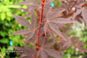 - Acer palmatum 'Attraction' Superbum Japanese Maple Tree - Mr Maple │ Buy Japanese Maple Trees