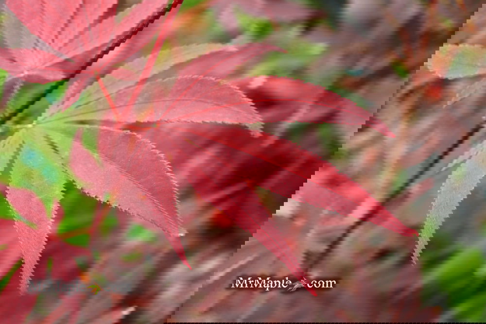 Buy Acer palmatum 'Superbum' Attraction Japanese Maple Tree — Mr