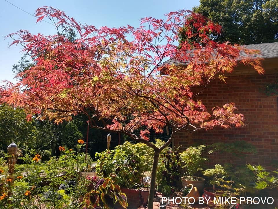Buy Acer palmatum dissectum 'Autumn Fire' Weeping Japanese Maple