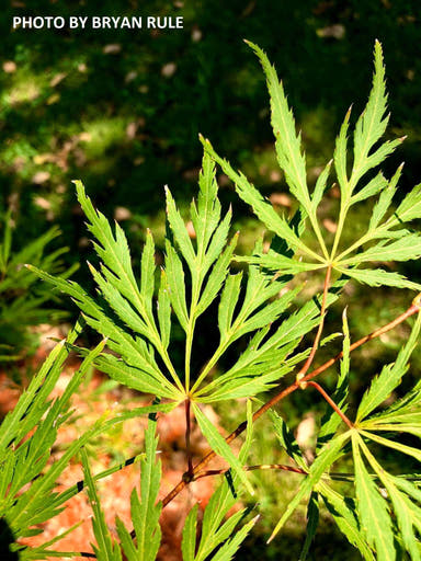 - Acer palmatum 'Autumn Fire' Weeping Japanese Maple - Mr Maple │ Buy Japanese Maple Trees