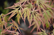 - Acer palmatum 'Autumn Fire' Weeping Japanese Maple - Mr Maple │ Buy Japanese Maple Trees