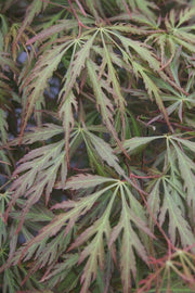 - Acer palmatum 'Autumn Fire' Weeping Japanese Maple - Mr Maple │ Buy Japanese Maple Trees