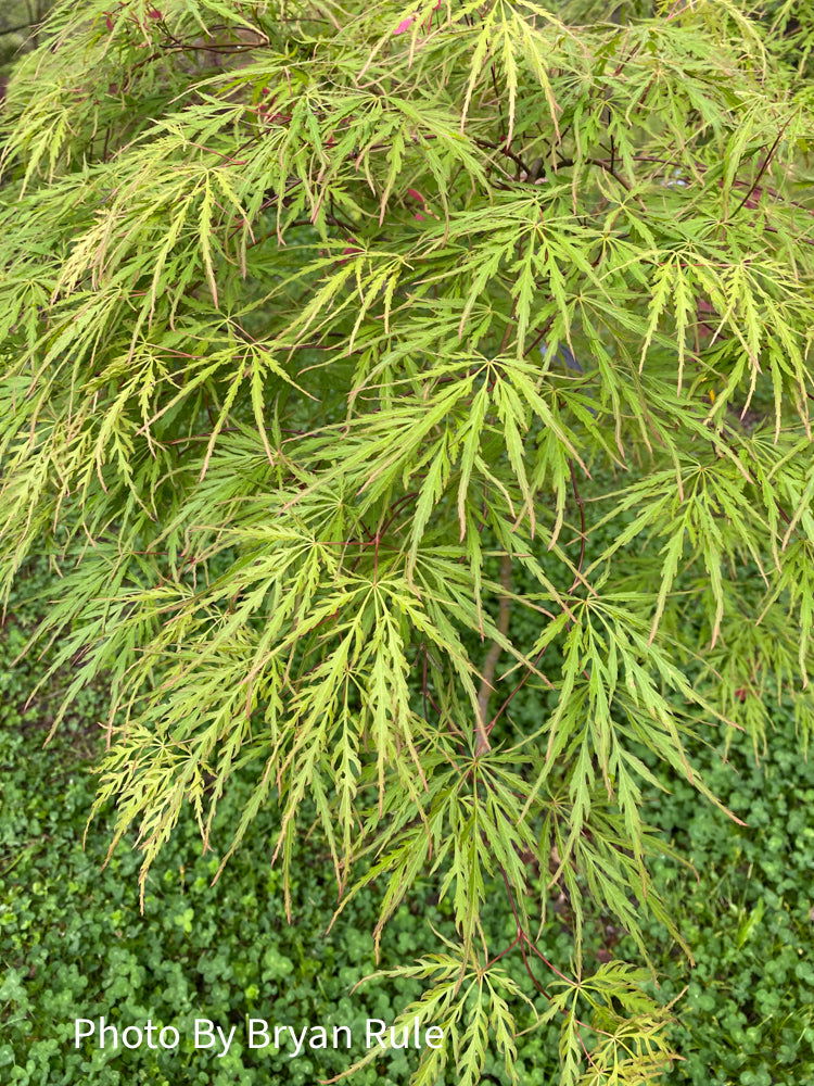 - Acer palmatum 'Autumn Fire' Weeping Japanese Maple - Mr Maple │ Buy Japanese Maple Trees