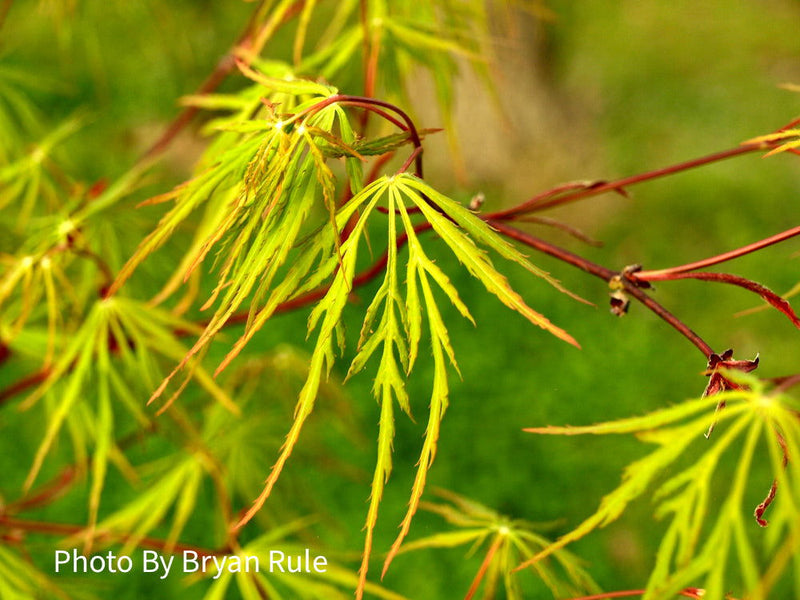 - Acer palmatum 'Autumn Fire' Weeping Japanese Maple - Mr Maple │ Buy Japanese Maple Trees