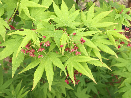 - Acer palmatum 'Autumn Glory' Japanese Maple - Mr Maple │ Buy Japanese Maple Trees