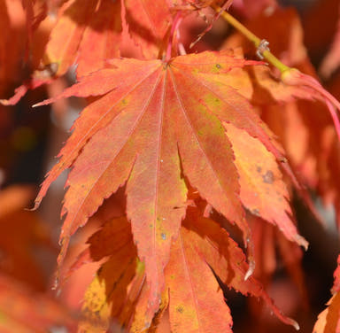 - Acer palmatum 'Azuma murasaki' Japanese Maple - Mr Maple │ Buy Japanese Maple Trees
