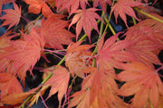 - Acer palmatum 'Azuma murasaki' Japanese Maple - Mr Maple │ Buy Japanese Maple Trees