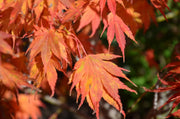- Acer palmatum 'Azuma murasaki' Japanese Maple - Mr Maple │ Buy Japanese Maple Trees