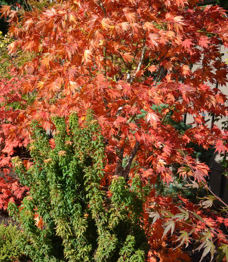 - Acer palmatum 'Azuma murasaki' Japanese Maple - Mr Maple │ Buy Japanese Maple Trees