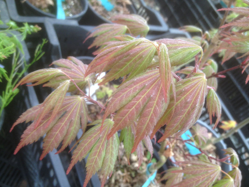 - Acer palmatum 'Azuma murasaki' Japanese Maple - Mr Maple │ Buy Japanese Maple Trees