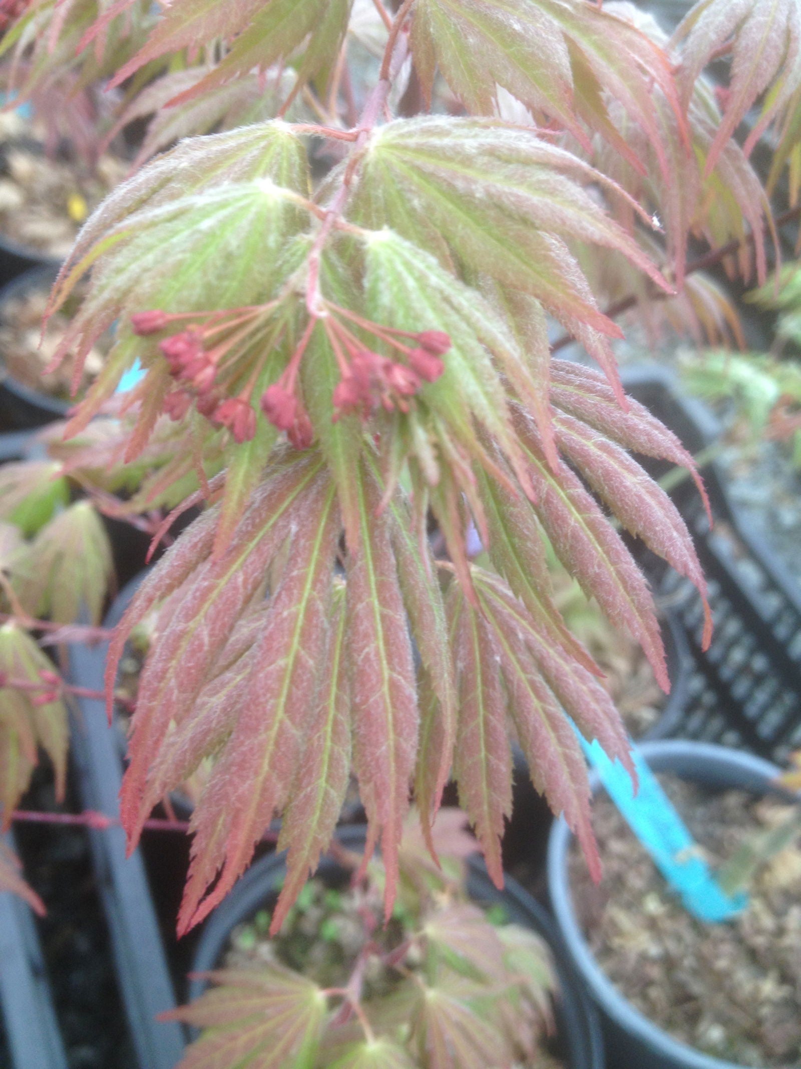 Buy Acer palmatum 'Azuma murasaki' Japanese Maple — Mr Maple