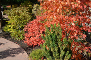 - Acer palmatum 'Azuma murasaki' Japanese Maple - Mr Maple │ Buy Japanese Maple Trees