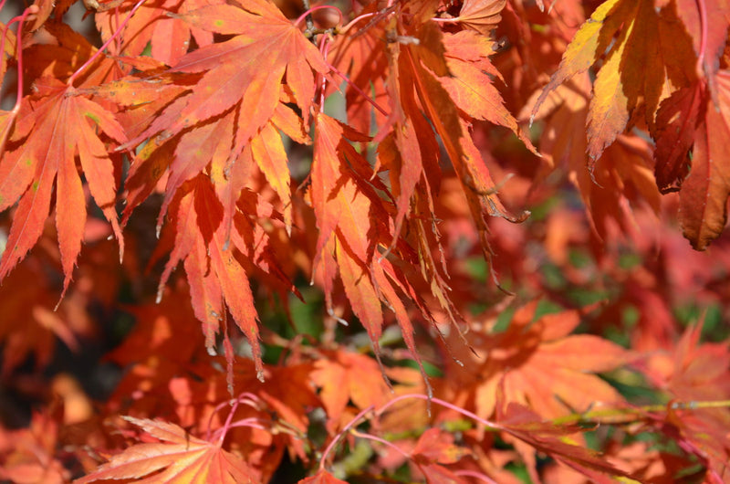 - Acer palmatum 'Azuma murasaki' Japanese Maple - Mr Maple │ Buy Japanese Maple Trees