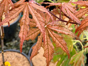 - Acer palmatum 'Baby Ghost' Japanese Maple - Mr Maple │ Buy Japanese Maple Trees